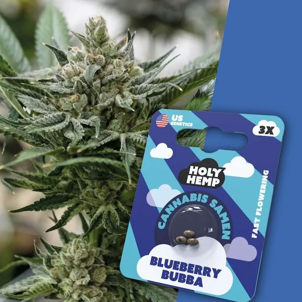 HolyHemp Seeds - US Blueberry Bubba 3 Stück