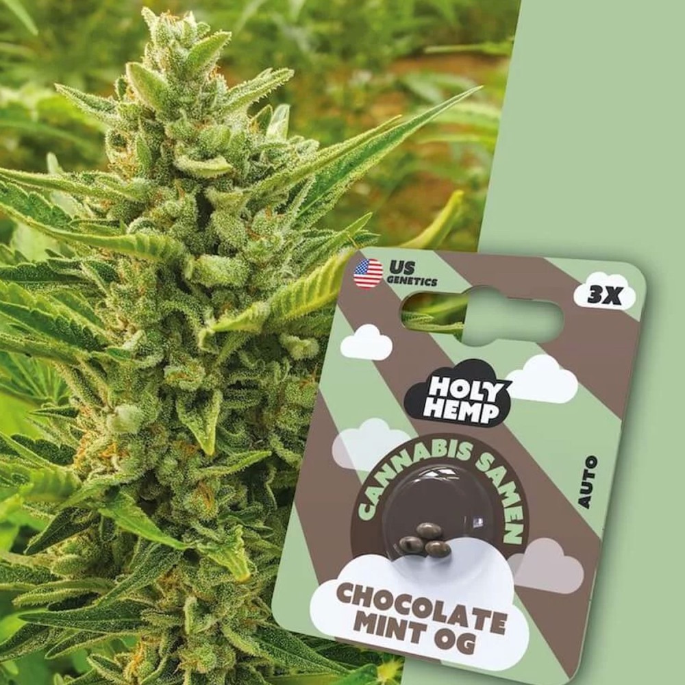 HolyHemp Seeds - US Chocolate Mint 3 Stück