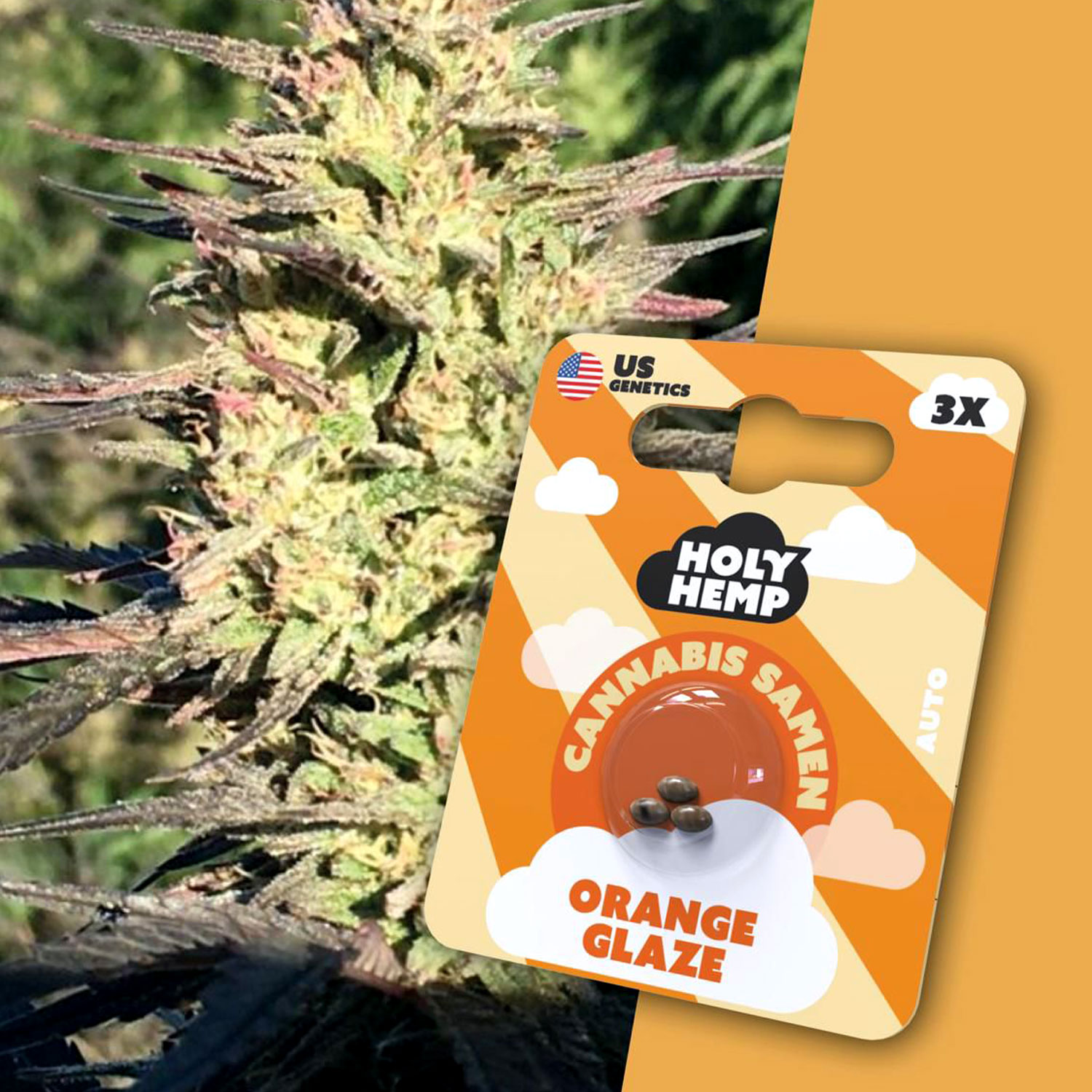 HolyHemp Seeds - Orange Glaze 3 Stück