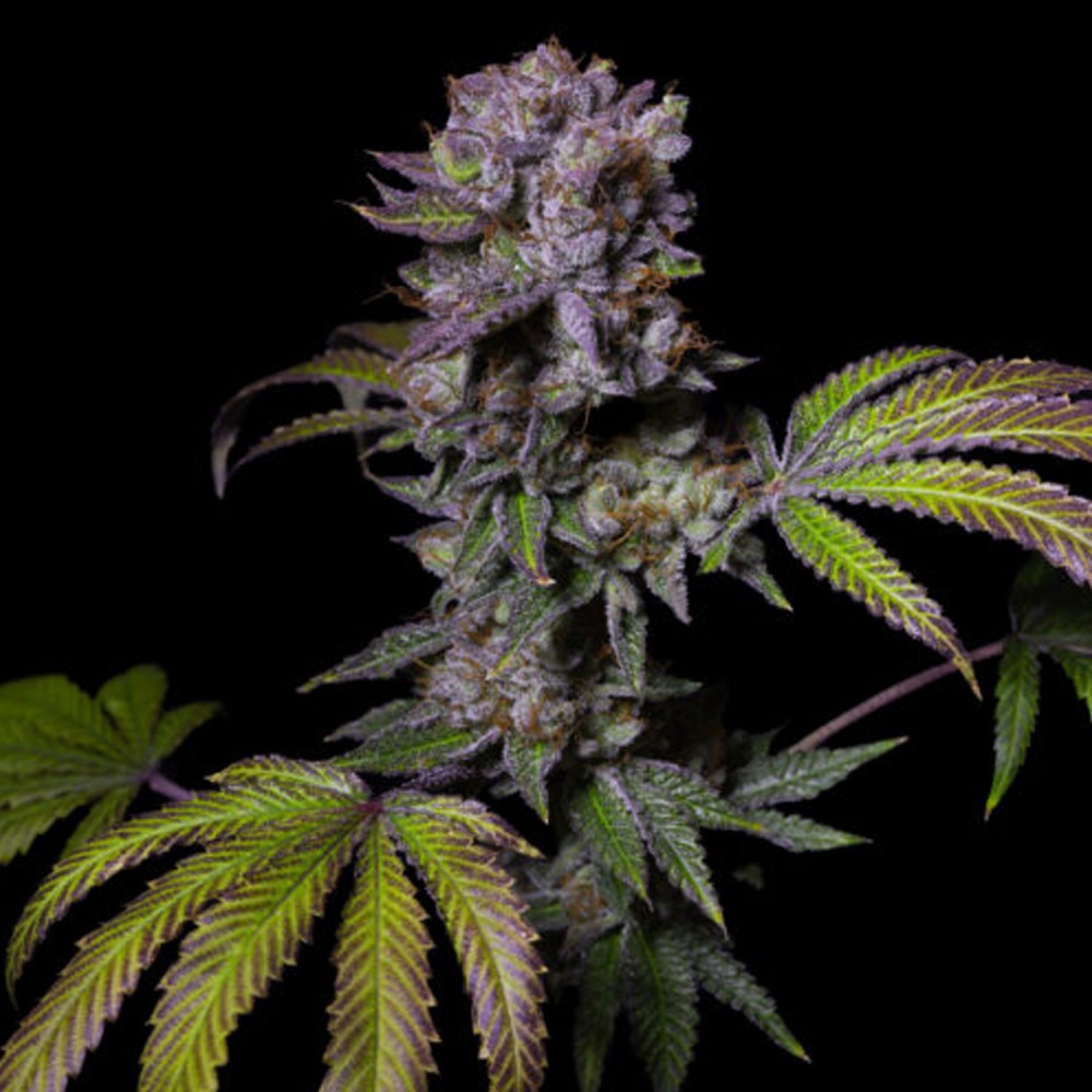 Pure Instinto Cannabis Samen " Aca-Dos Delight " Exotic line 1 Stück
