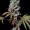 Pure Instinto Cannabis Samen " Mochi " Exotic line 1 Stück