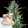 Freigeist Samen - Autoflowering "Northern Lights" 3 Stück Auf Blister VE 5
