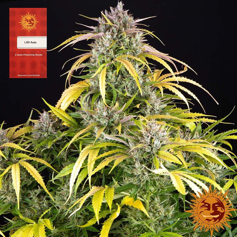 Samen "LSD Auto" 3 Stück