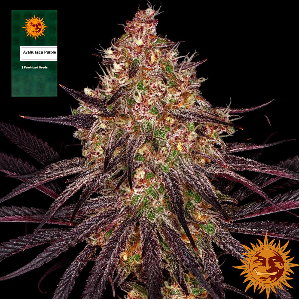 Samen "Ayahuasca Purple" 3 Stück