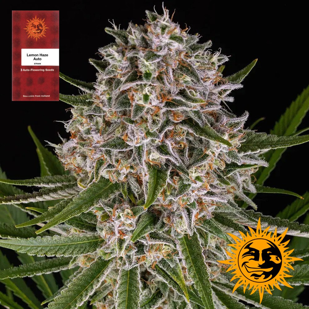 Samen "Lemon Haze Auto" 3 Stück