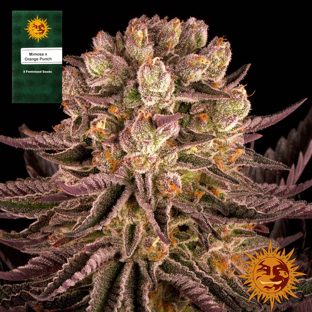 Samen "Mimosa x Orange Punch" 3 Stück