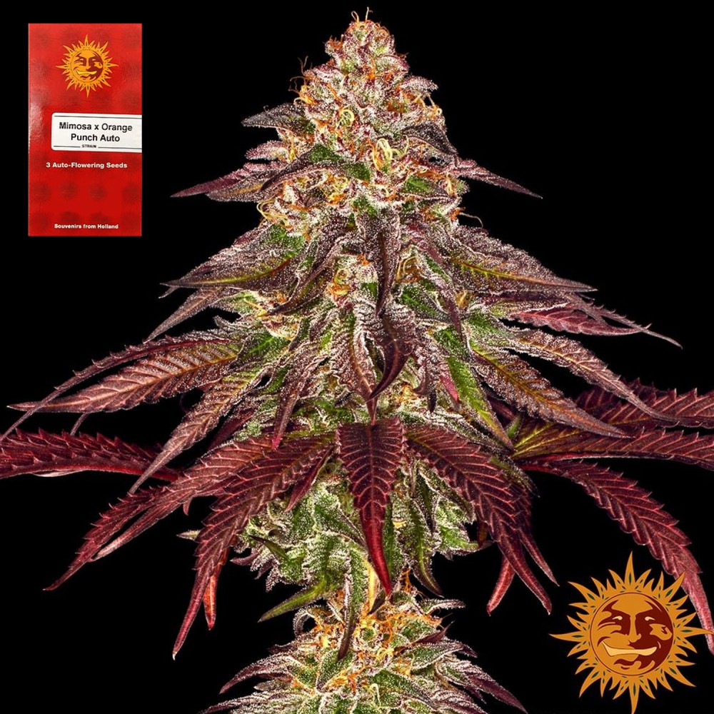 Samen "Mimosa x Orange Punch Auto" 3 Stück