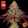 Samen "Mimosa x Orange Punch Auto" 3 Stück