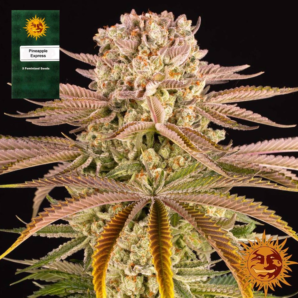 Samen "Pineapple Express" 3 Stück