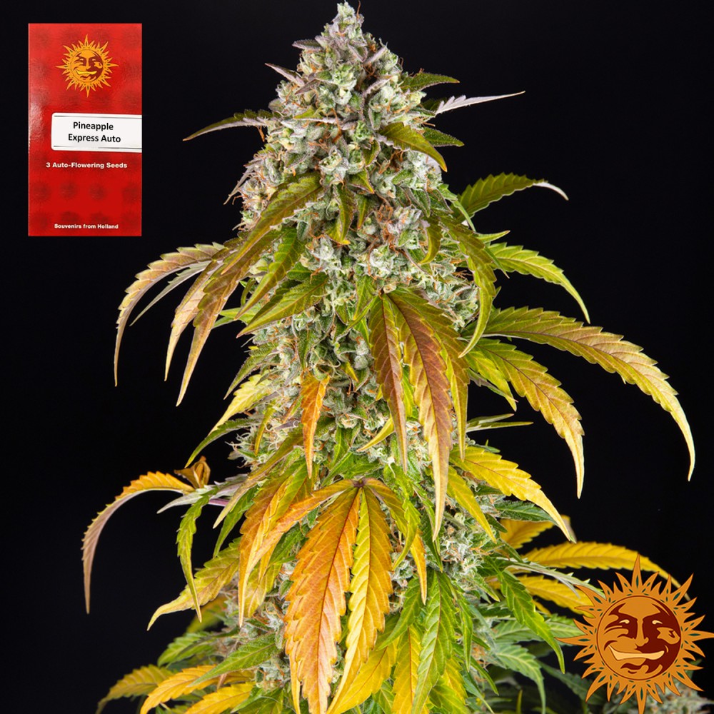 Samen "Pineapple Express Auto" 3 Stück