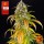 Samen "Pineapple Express Auto" 3 Stück