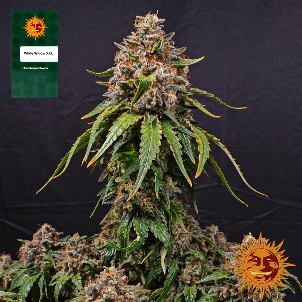 Samen "White Widow XXL" 3 Stück
