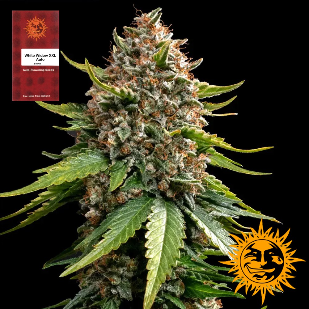 Samen "White Widow XXL Auto" 3 Stück