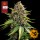 Samen "White Widow XXL Auto" 3 Stück