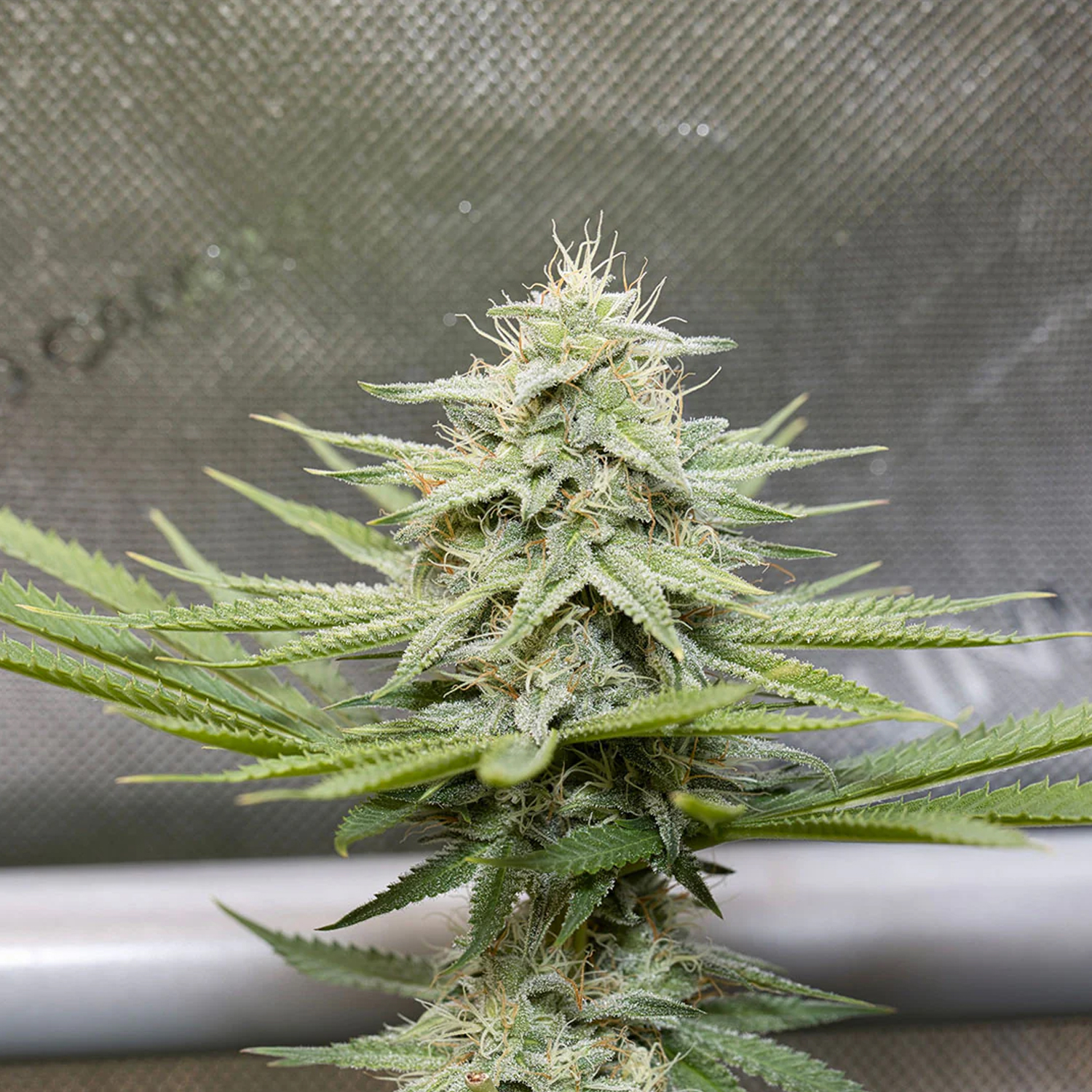 Smash Seeds  "Auto Bubblegum" | 21-25% THC | Ultra Genetic | 3 Samen pro Packung