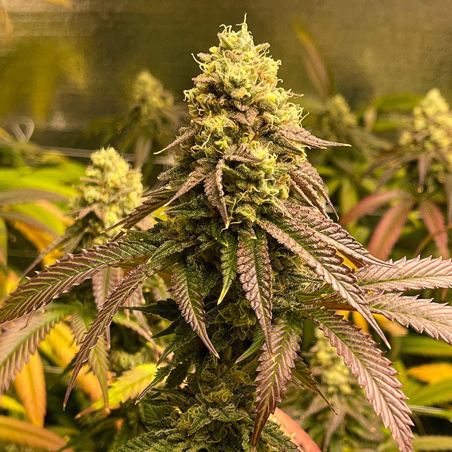 Smash Seeds  "Chocolop" | 21-25% THC | Black Genetic | 3 Samen pro Packung