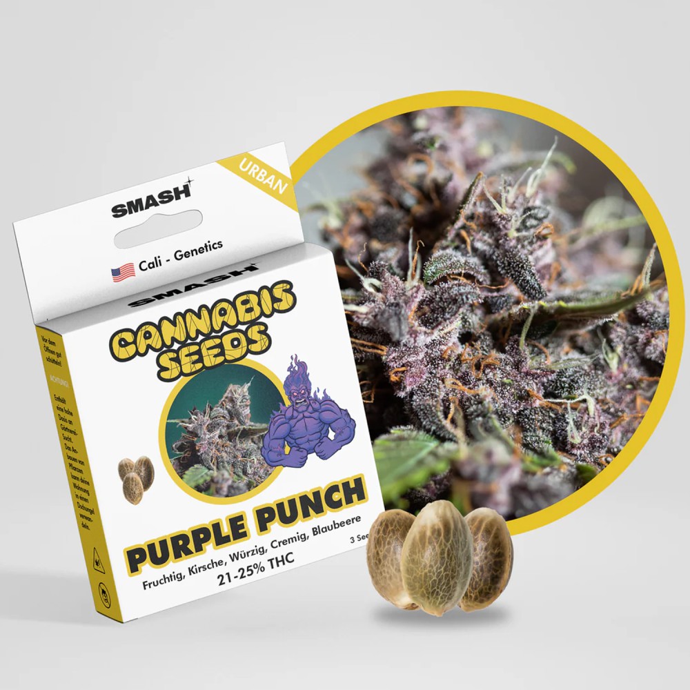 Smash Seeds  "Purple Punch" | 21-25% THC | Urban Genetic | 3 Samen pro Packung