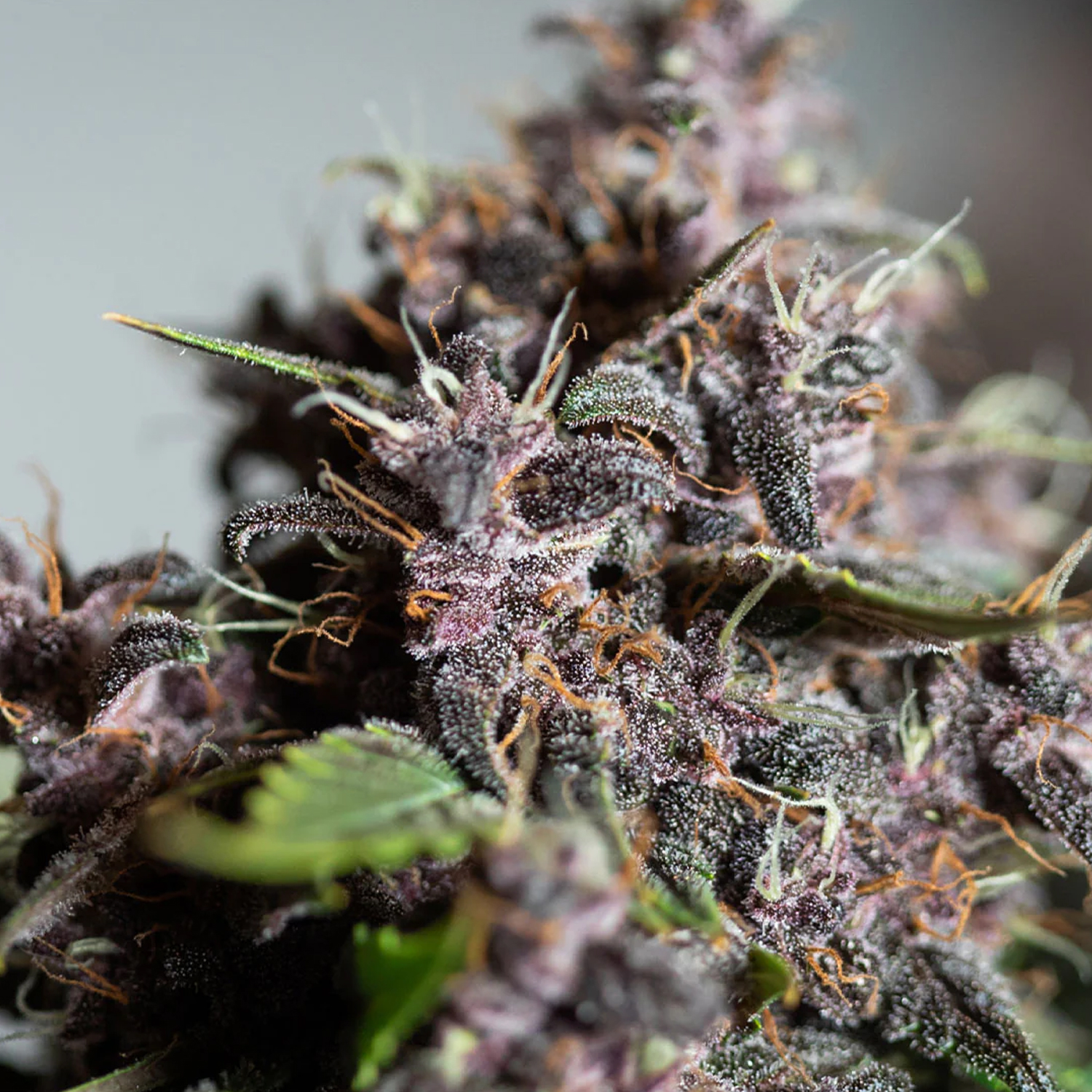 Smash Seeds  "Purple Punch" | 21-25% THC | Urban Genetic | 3 Samen pro Packung