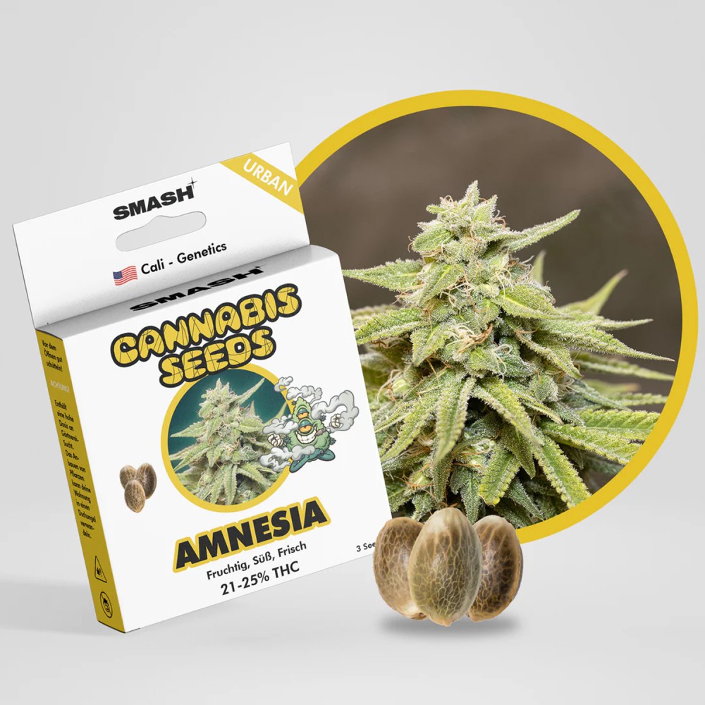 Smash Seeds  "Amnesia" | 21-25% THC | Urban Genetic | 3 Samen pro Packung