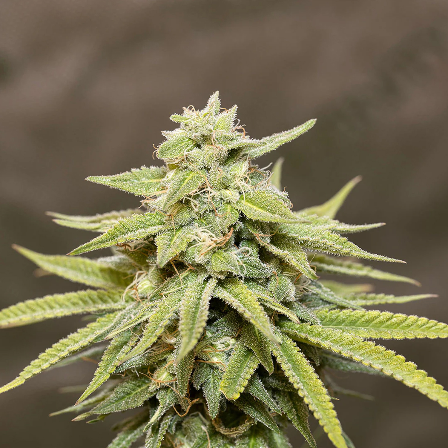 Smash Seeds  "Amnesia" | 21-25% THC | Urban Genetic | 3 Samen pro Packung