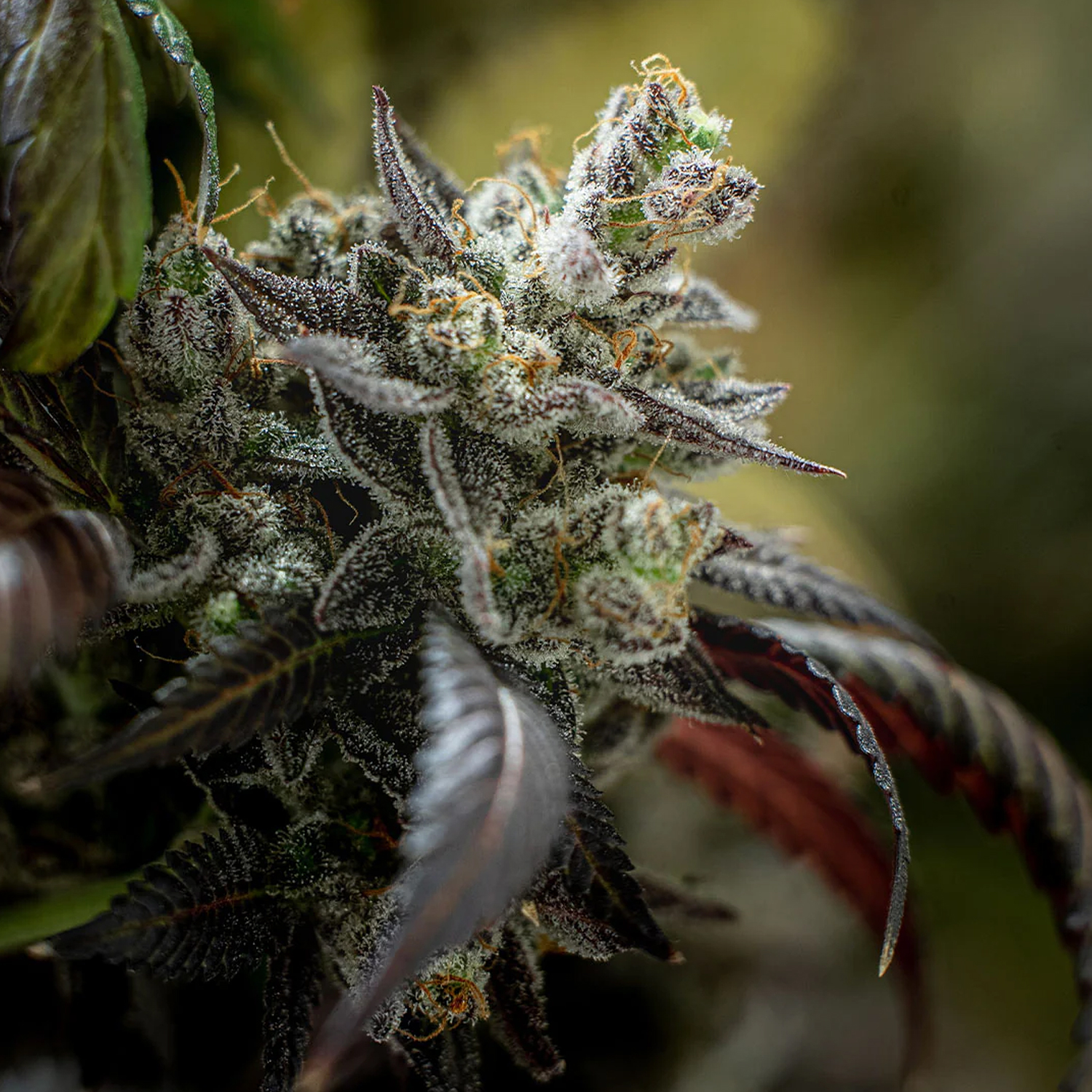 Smash Seeds  "Auto Northern Lights" | 21-25% THC | Black Genetic | 3 Samen pro Packung