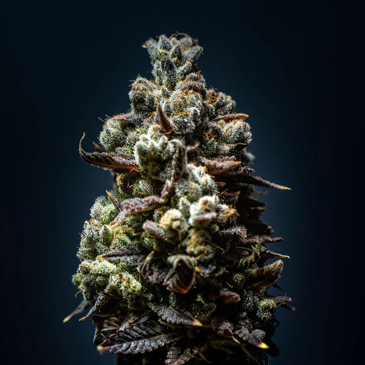 Smash Seeds  "Auto French Macaron" | 21-25% THC | Black Genetic | 3 Samen pro Packung