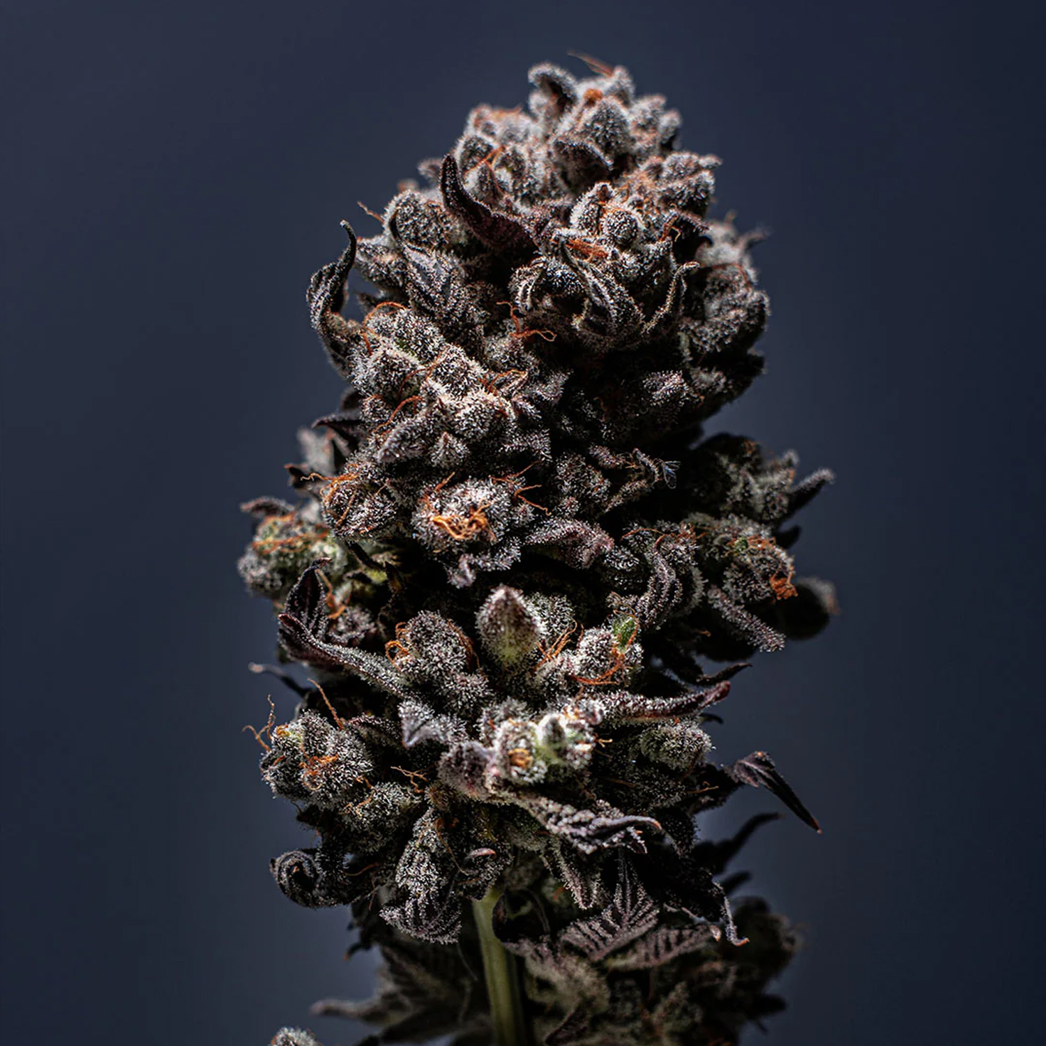 Smash Seeds  "Auto French Cookies" | 21-25% THC | Ultra Genetic | 3 Samen pro Packung