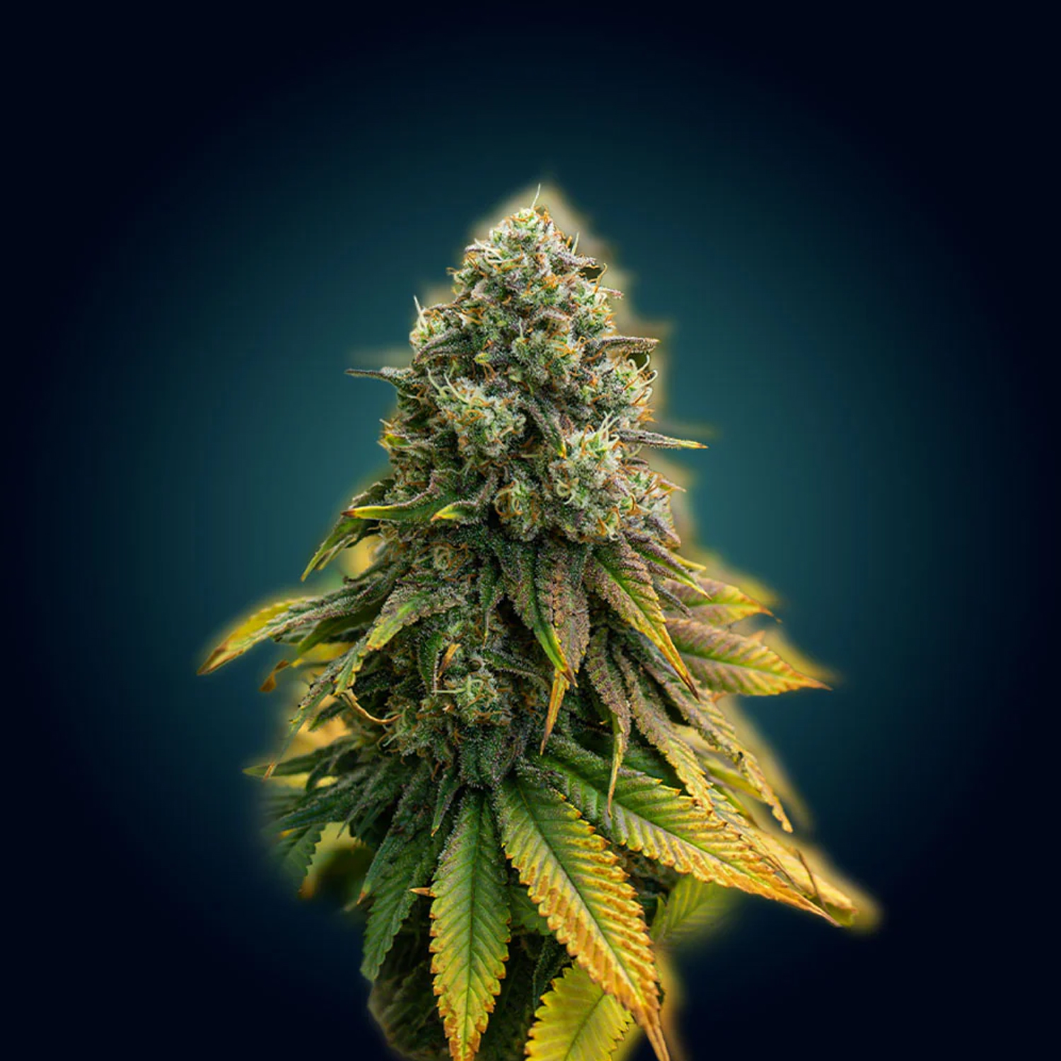 Smash Seeds  "Auto Jack Herer" | 21-25% THC | Ultra Genetic | 3 Samen pro Packung