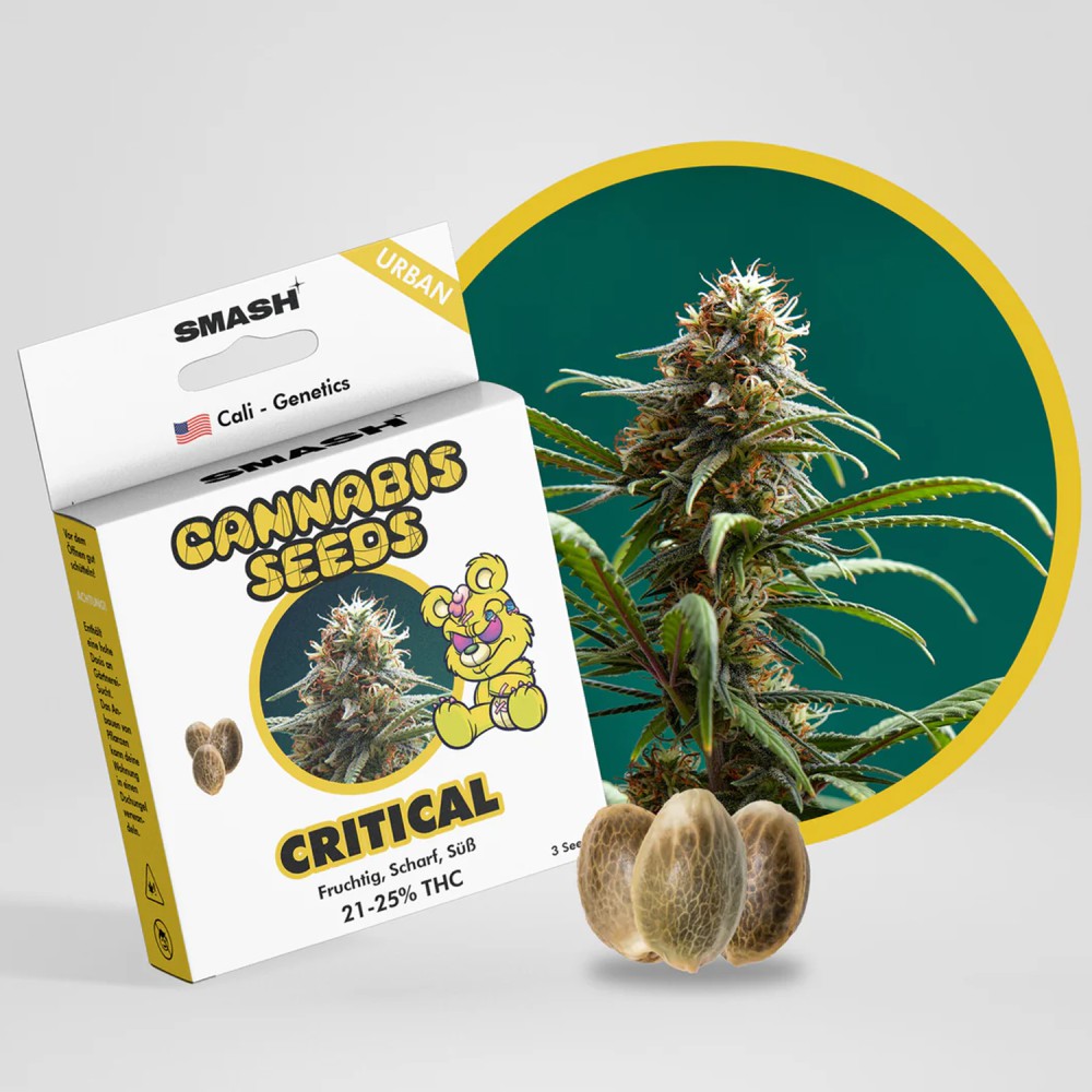 Smash Seeds  "Critical" | 21-25% THC | Urban Genetic | 3 Samen pro Packung