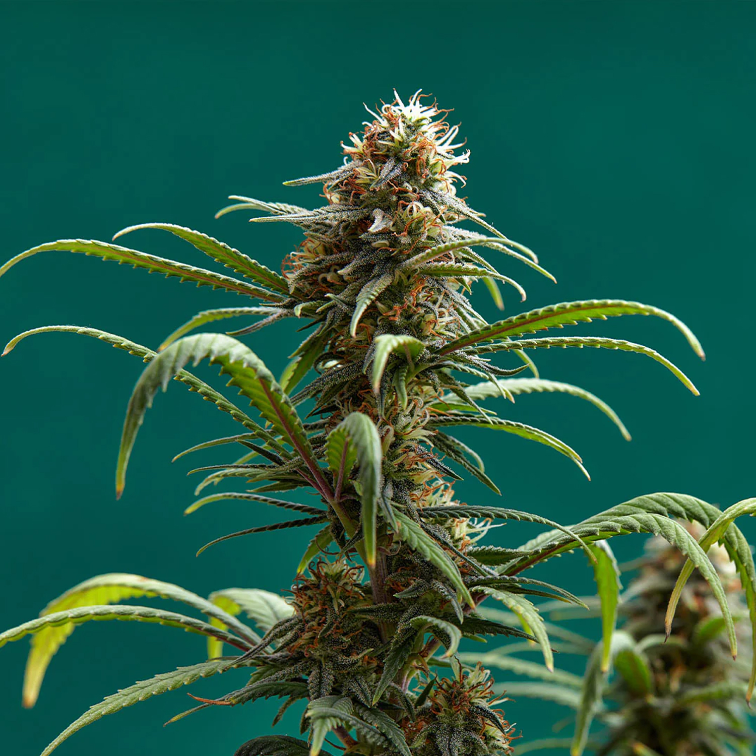 Smash Seeds  "Critical" | 21-25% THC | Urban Genetic | 3 Samen pro Packung